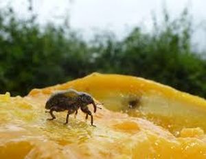 uploads/images/pest/mango weevil.jpg